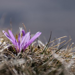 Цветок крокуса на фоне Эльбруса :)