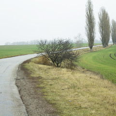 Дорога, поле и деревья.