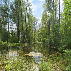 Заросший лесной пруд