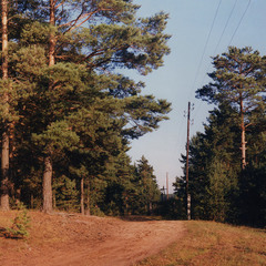 Дорога вдоль леса