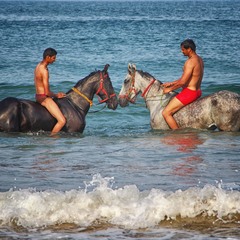 Морські коні Індії