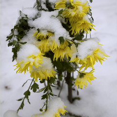 Перший сніг...останні квіти