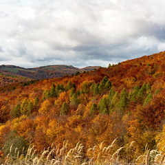 Фарби осені