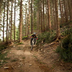 forest DH