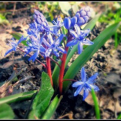 Весняні дари природи)