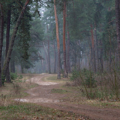 Лісовою дорогою
