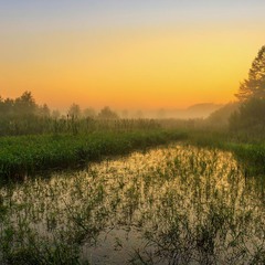 Літній ранок на болоті