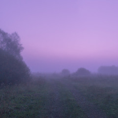 Рожевий туман