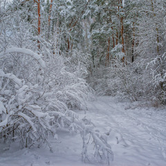Зимовий ліс 2