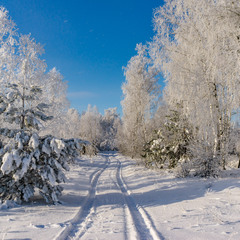 Зимова прогулянка
