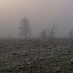 Весняний туман2