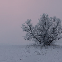 Туманний ранок січня