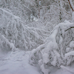 Сніг деревця пригиба...