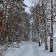 Гуляючи зимовим лісом