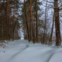 В зимовому лісі