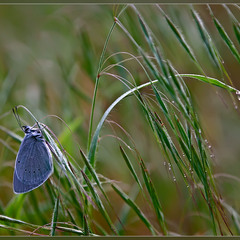 Синяя бабочка на зелёной траве