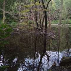 古池や 蛙飛びこむ 水の音