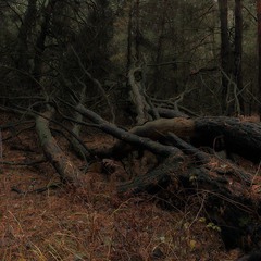 Black Forest Wood