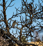 ... замаскувались ... (Співучі дрозди)