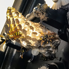 ..."будівничі"...