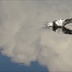 Небесний етюд