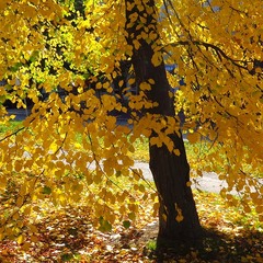 Осенний этюд