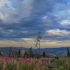 Ранковий пейзаж