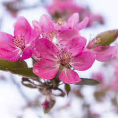 Яблони в цвету