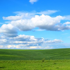 blue sky & green field