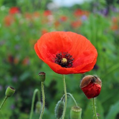 the beauty of red poppies