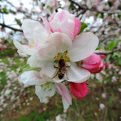 Бджілка трудівниця