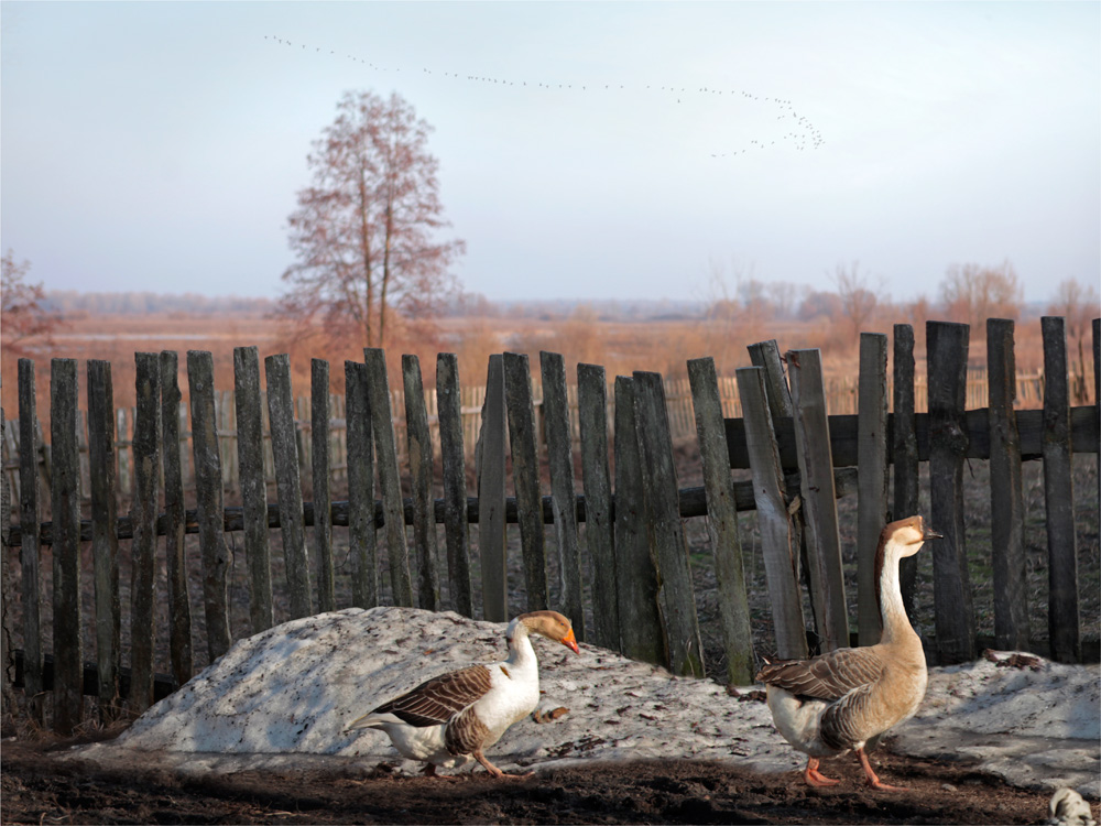 Фото гусей домашних в деревне