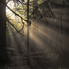 ...казковий ранок в казковому лісі Карпат...