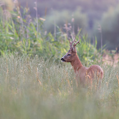 козуля європейська - European roe deer (Capreolus capreolus)