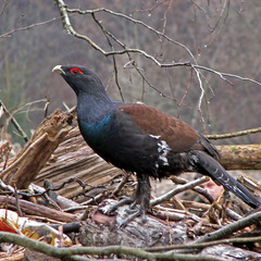 Western capercaillie (глушець, глухар)