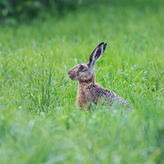 ...заєць русак - European hare (Lepus europaeus)...
