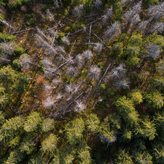 ...жива лісова екосистема...