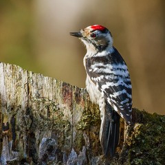 ...Дятел малий, самець - lesser spotted woodpecker (Dryobates minor)