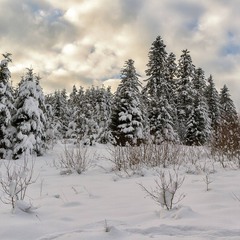...лісова зима...