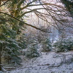 ...зимова казка Карпатського лісу...
