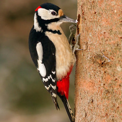 Great spotted woodpecker (Dendrocopos mayor)