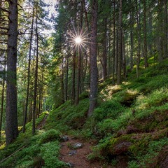 унікальний реліктовий ліс заказника Грофа