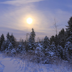 ...дуже морозна, місячна, зимова, лісова, Бескидська ніч...