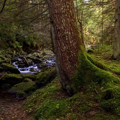 в Ґорґанах: витоки річки Бистриця Солотвинська