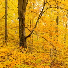 букова осінь у Бескидах