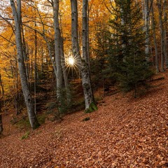 золото букових Бескид
