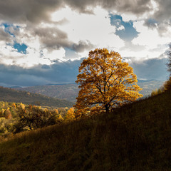 ...осіння позолота одинокого дуба...