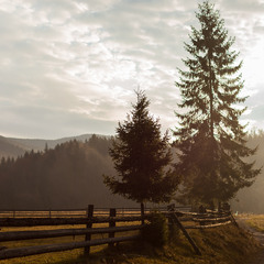 ...ті що завжди поруч...