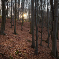 ...рідкісне сонце сірого не зимового грудня...