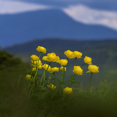 Квітуча Чорногора, Карпатський біосферний заповідник, схили гори Брескул.